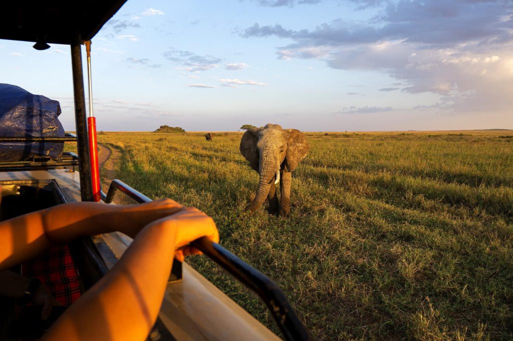 Open grassland stretching to the horizon in the Maasai Mara