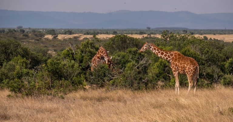 Open savannah stretching towards distant hills in Tsavo