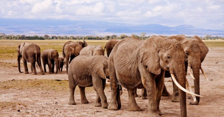 Elephants on the Amboseli plains