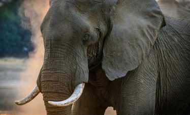 An elephant on the savannah
