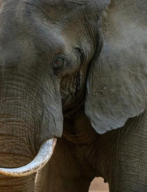 An elephant on the savannah