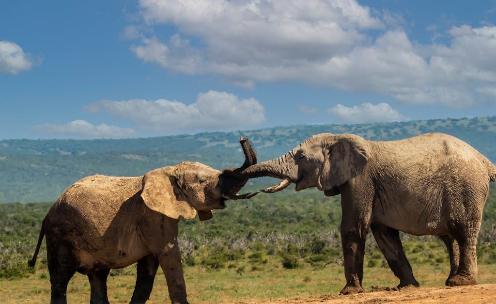 Wildlife in the Rift Valley, Kenya