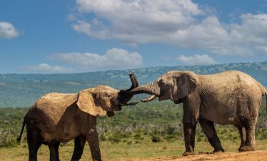Wildlife in the Rift Valley, Kenya