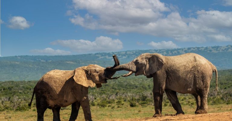 Wildlife in the Rift Valley, Kenya