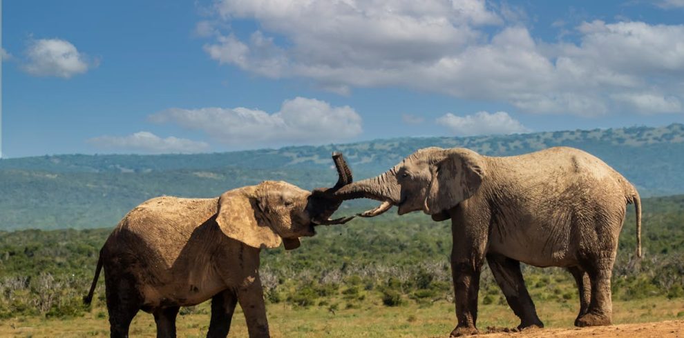 Wildlife in the Rift Valley, Kenya