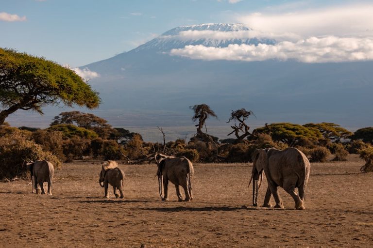 An elephant herd crossing open plains