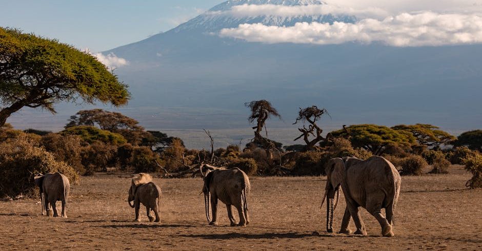 An elephant herd crossing open plains
