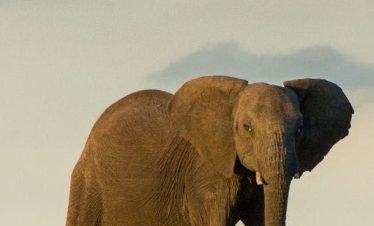 Safari cottages at Ol Pejeta Conservancy, Laikipia