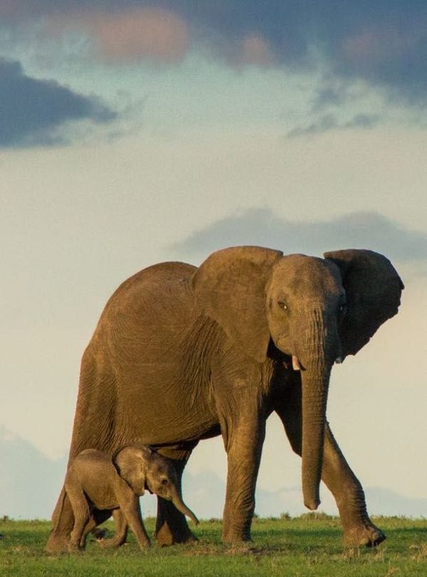 Safari cottages at Ol Pejeta Conservancy, Laikipia