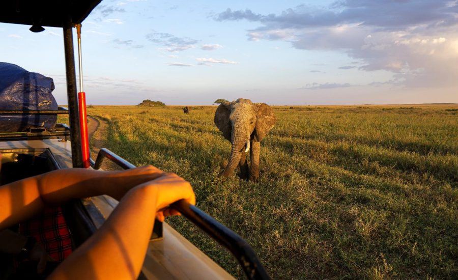 Open grassland stretching to the horizon in the Maasai Mara