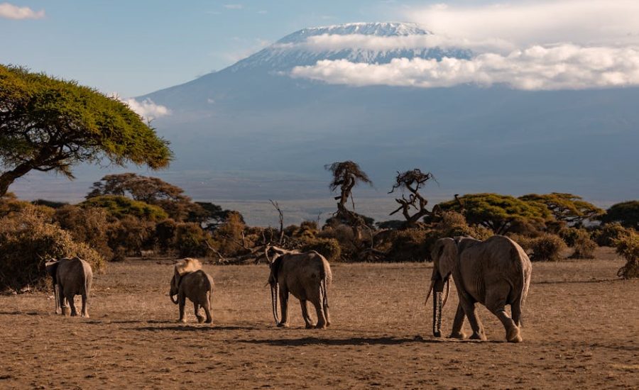 An elephant herd crossing open plains